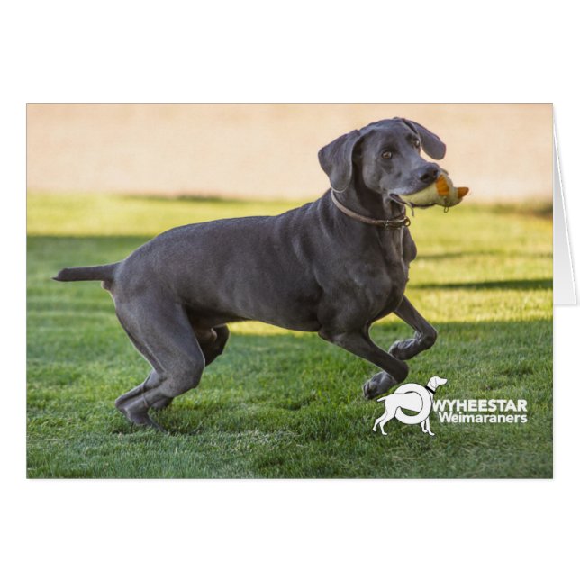 Remontez vos pattes (Devant horizontal)