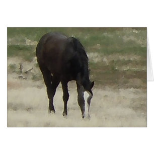 Remuda Herd Grazes - Ranch Chevaux de vache - Blan
