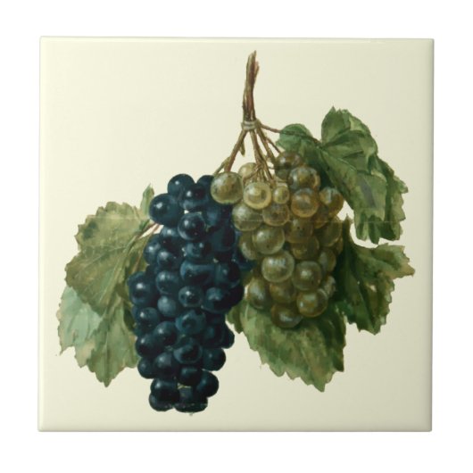 Renaissance Era Grapes van Jacques le Moyne Tegeltje (Voorkant)