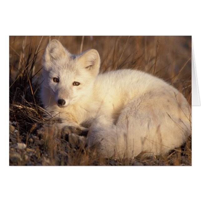 renard arctique, Alopex lagopus (Devant horizontal)