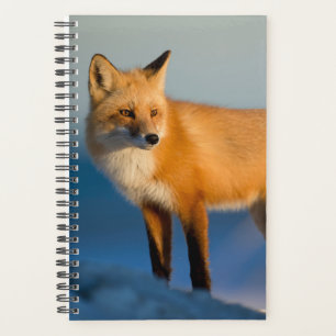 Renard Brown