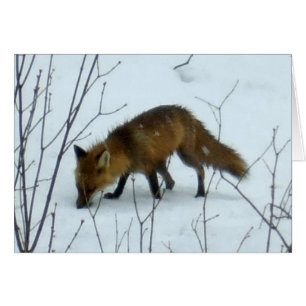 Renard en neige - Carte blanche