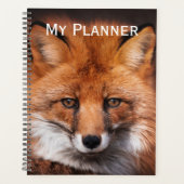Renard rouge (Devant)