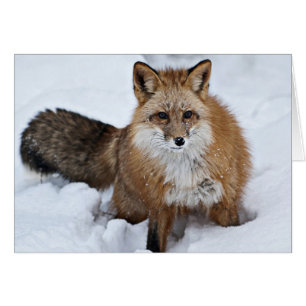 Renard rouge dans la neige