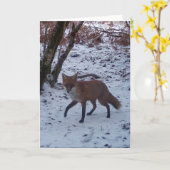 Renard rouge dans la neige Carte de voeux Ajouter  (Fleur jaune)
