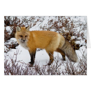 Renard rouge dans la neige en hiver