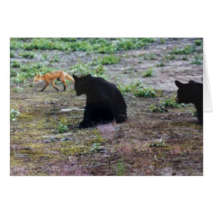 Renard rouge et ours noirs en Alaska