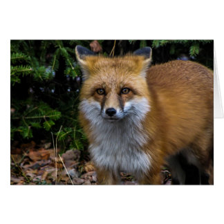 Renard rouge sauvage