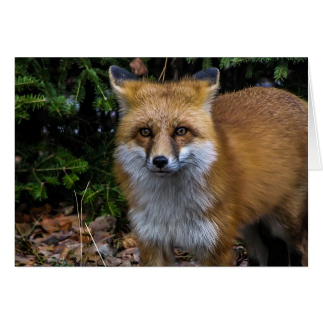 Renard rouge sauvage (Devant horizontal)