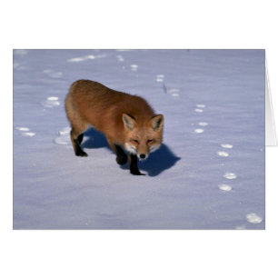 Renard rouge sur neige
