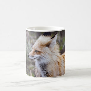 Renard Rouge - Tasses