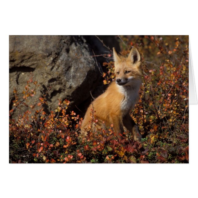 renard rouge, Vulpes vulpes (Devant horizontal)