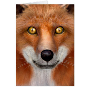 Renard roux