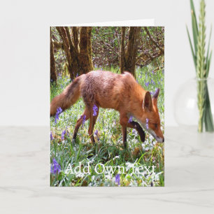 Renard roux dans carte aux Jacinthes des bois – F