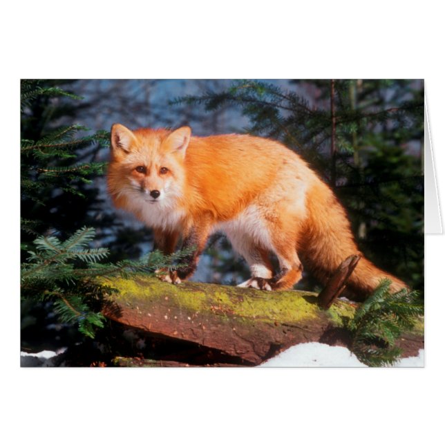Renard roux sur une bûche (Devant horizontal)