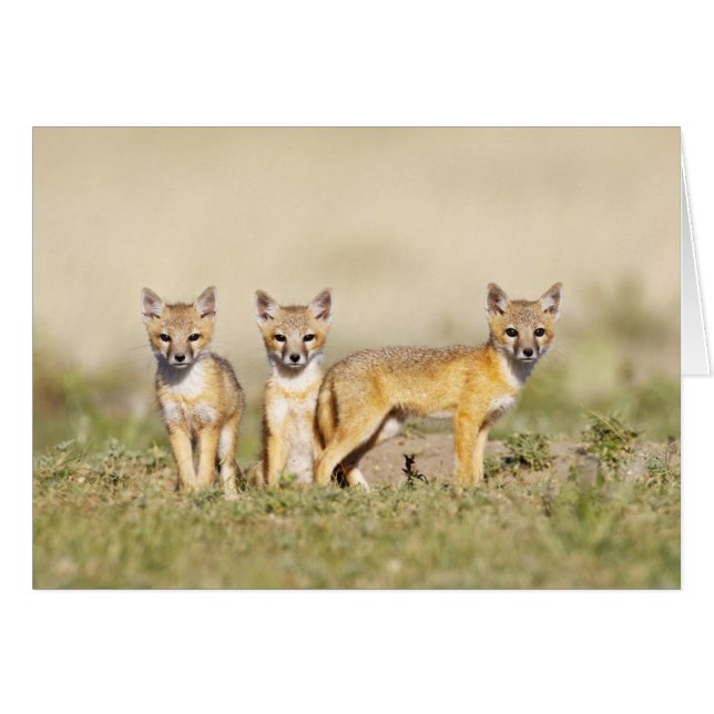 Renard roux (Vulpes macrotis) jeune au terrier, 3 (Devant horizontal)
