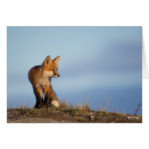 renard roux, Vulpes vulpes