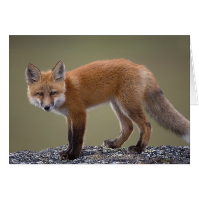 renard roux, Vulpes vulpes, le long de la partie c (Devant horizontal)