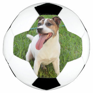 Renard Terrier, Langue À La Poitrine,