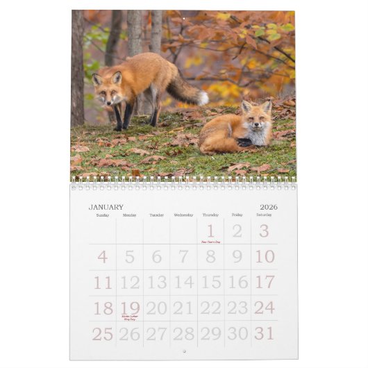 Renards Rouges Dans Le Calendrier Automne (Jan 2026)