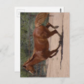 Rendend paard. briefkaart (Voorkant / Achterkant)