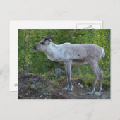 rendier in Lapland briefkaart (Voorkant / Achterkant)