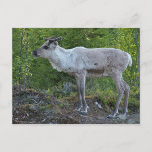 rendier in Lapland briefkaart