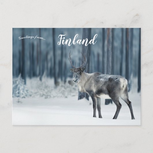 rendier in Lapland Finland Briefkaart (Voorkant)