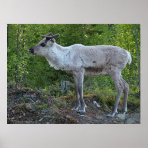 rendier in Lapland poster