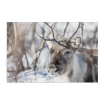 Rendier Natuur Foto