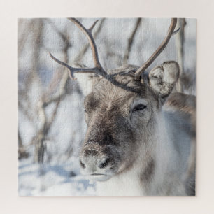 Rendier Natuur Foto Legpuzzel