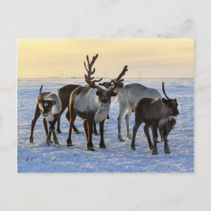 rendierbeslag in de sneeuw briefkaart