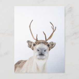 rendieren briefkaart