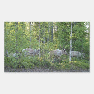 rendieren in Lapland stickers