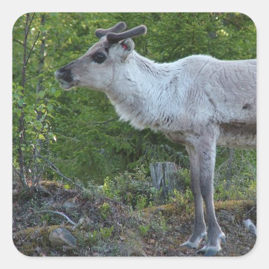 rendieren in Lapland stickers (Voorkant)