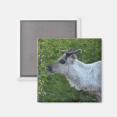 rendiertje in Lapland magnet Magneet (Voorkant / Achterkant)
