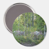 rendiertje in Lapland magnet Magneet (Voorkant / Achterkant)