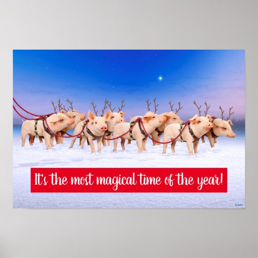 rendiervarkens poster (Voorkant)