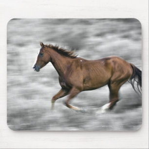 Rendpaard Muismat