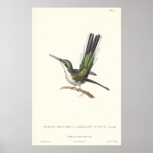 Rene Primevere Lesson Reproduction Hummingbird Poster