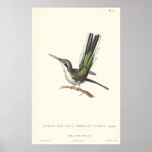 Rene Primevere Lesson Reproduction Hummingbird Poster (Voorkant)
