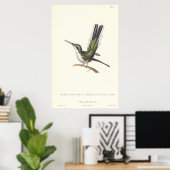 Rene Primevere Lesson Reproduction Hummingbird Poster (Thuiskantoor)