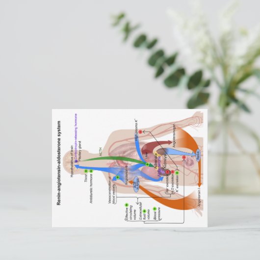Renine-angiotensinesysteemkaart Menselijk Lichaams Briefkaart (Staand voorkant)
