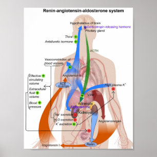 Renine-angiotensinesysteemkaart Menselijk Lichaams Poster