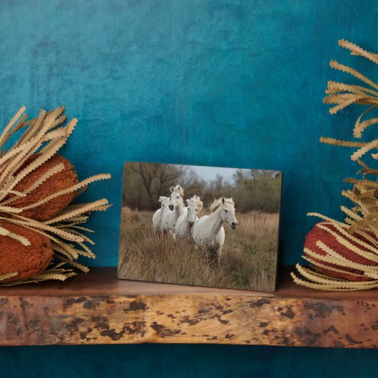 Rennende Camargue-paarden Fotoplaat (Zijkant)