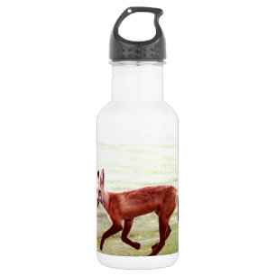 rennende rode vos foto waterfles