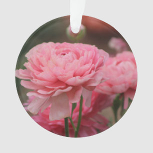 Renoncule rose paon en gros plan