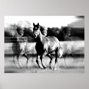 Renpaard Poster Print - B&W Paard Posters