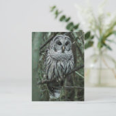 Repérez la carte postale 02 de hibou (Debout devant)