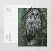Repérez la carte postale 02 de hibou (Devant / Derrière)